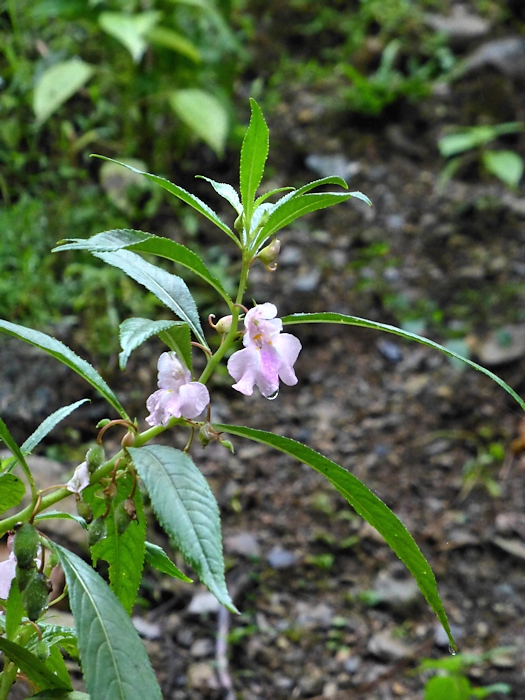 Main host (Impatiens balsamina) of Deilephila elpenor elpenor in gardens at Xixiang Chi/Chanyuan Temple, Houshanmen, West Tianmu Shan/Xitianmu Shan (near Lin'an), Zhejiang, China, September 2016. Photo: &copy; Tony Pittaway.