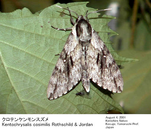 Disturbed Kentrochrysalis consimilis, Japan. Photo: &copy; Kenichiro Nakao.