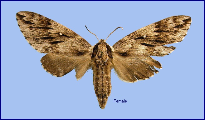 Female Kentrochrysalis consimilis. Photo: &copy; NHMUK