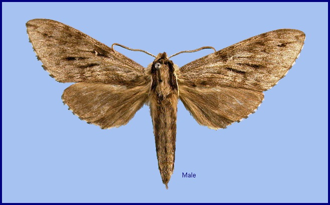 Male Kentrochrysalis consimilis. Photo: &copy; NHMUK