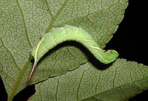 Third instar larva of Kentrochrysalis consimilis, Japan. Photo: &copy; M. Yokota.