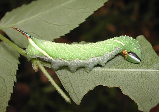 Final instar larva of Kentrochrysalis consimilis, Japan. Photo: &copy; M. Yokota.