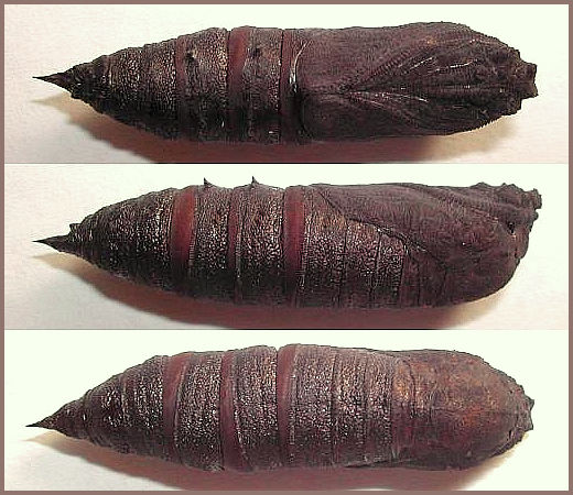 Pupa of Kentrochrysalis consimilis, Japan. Photo: &copy; M. Yokota.