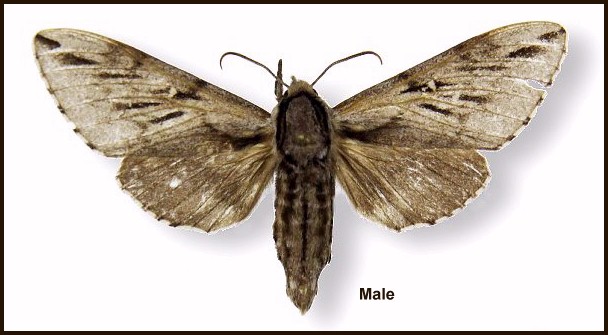 Male Kentrochrysalis heberti. HOLOTYPE. Photo: &copy; Jean Haxaire