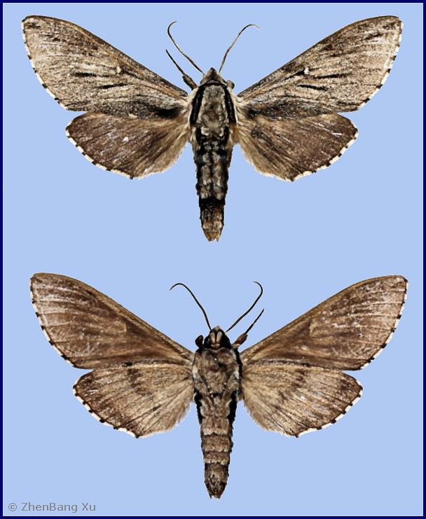 Kentrochrysalis heberti, Baicaopan Scenic Area, Xiayunling National Forest Park, Baihua Shan, Fangshan District, China, 2000m, 17.vi.2024. Photo: &copy; ZhenBang Xu.