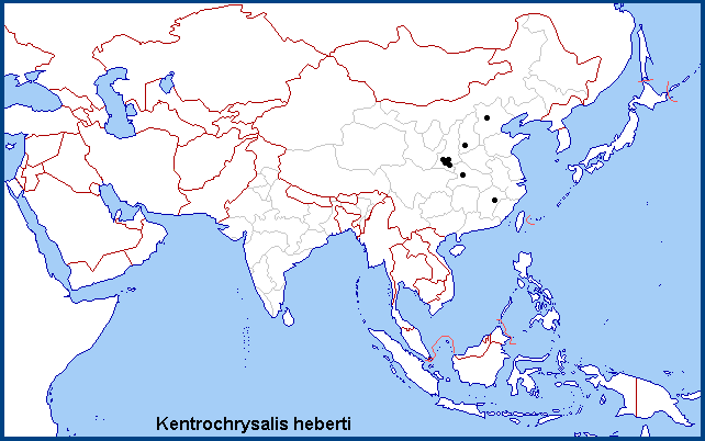 Global distribution of Kentrochrysalis heberti. Map: &copy; Tony Pittaway.