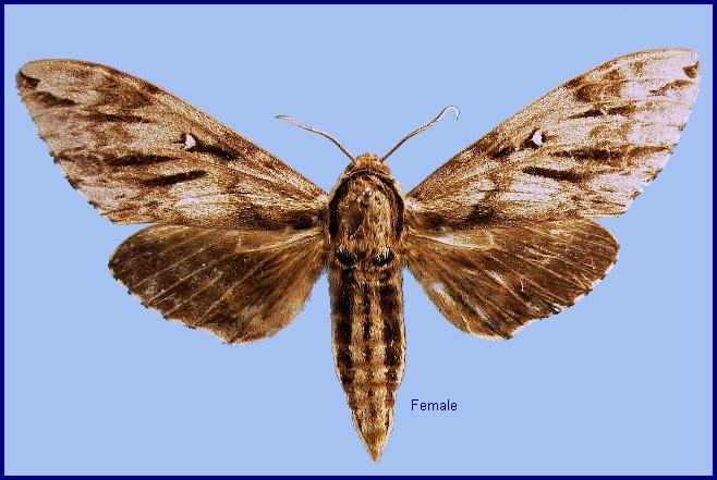 Female Kentrochrysalis sieversi. Photo: &copy; NHMUK