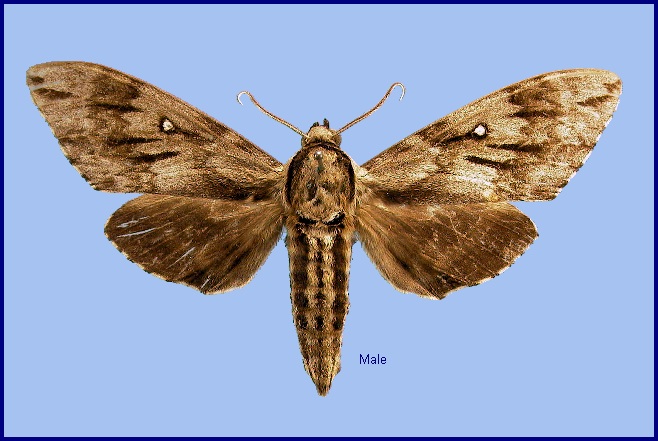 Male Kentrochrysalis sieversi. Photo: &copy; NHMUK