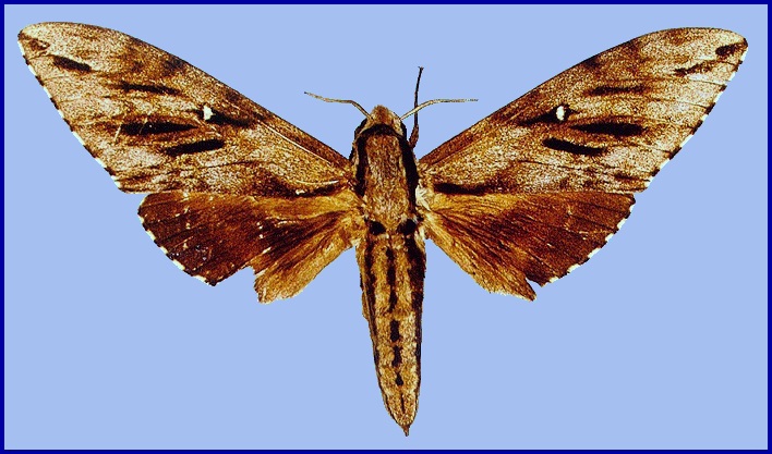 Male Kentrochrysalis sieversi, Kangding, Sichuan, China. HOLOTYPE of Hyloicus houlberti. Photo: &copy; ?