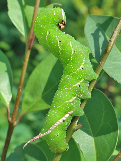 Fifth-instar larva of Kentrochrysalis sieversi reared from an egg, Dandong, Liaoning, China, 2019. Photo: &copy; Vyacheslav Ivonin & Yanina Ivonina