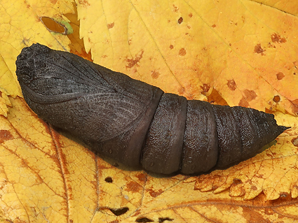 Pupa of Kentrochrysalis sieversi reared from an egg, Dandong, Liaoning, China, 2019. Photo: &copy; Vyacheslav Ivonin & Yanina Ivonina