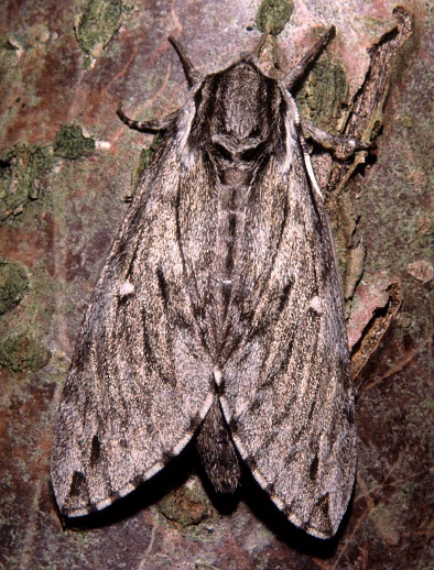 Resting female Kentrochrysalis streckeri, Lake Chanka, Russian Far East. Photo: &copy; Tony Pittaway