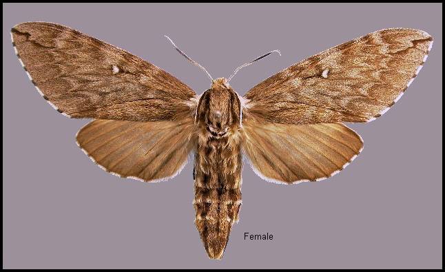 Female Kentrochrysalis streckeri. Photo: &copy; NHMUK