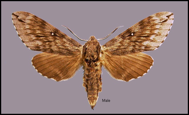 Male Kentrochrysalis streckeri. Photo: &copy; NHMUK
