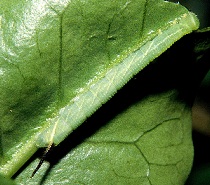 Second instar larva of Kentrochrysalis streckeri, Lake Chanka, Russian Far East. Photo: &copy; Tony Pittaway