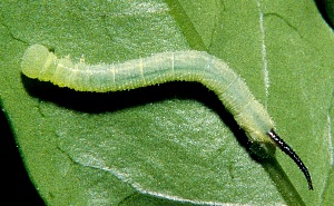 Second instar larva of Kentrochrysalis streckeri, Lake Chanka, Russian Far East. Photo: &copy; Tony Pittaway
