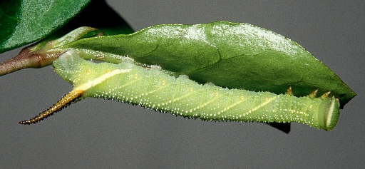 Third instar larva of Kentrochrysalis streckeri (dark form), Lake Chanka, Russian Far East. Photo: &copy; Tony Pittaway