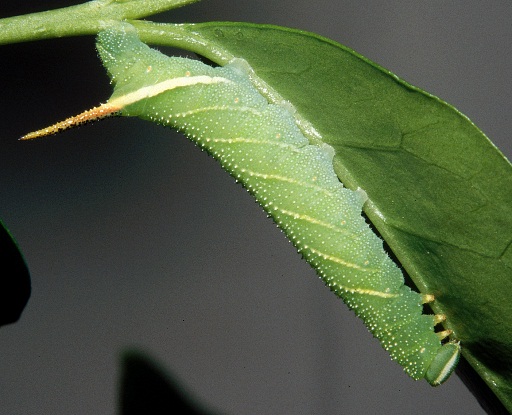 Third instar larva of Kentrochrysalis streckeri (light form), Lake Chanka, Russian Far East. Photo: &copy; Tony Pittaway