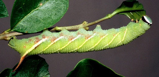 Fourth and final instar larva of Kentrochrysalis streckeri (marked form), Lake Chanka, Russian Far East. Photo: &copy; Tony Pittaway