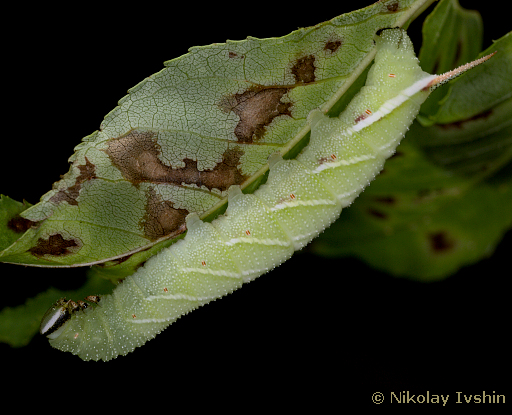 Final instar larva of Kentrochrysalis streckeri (plain form), Andreevka, Primorskiy Krai, Russian Far East, August 2020. Photo: &copy; Nikolay Ivshin.