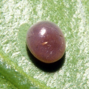 Egg of Kentrochrysalis streckeri, Lake Chanka, Russian Far East. Photo: &copy; Tony Pittaway