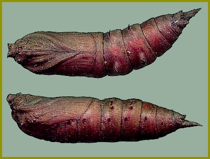 Pupa of Kentrochrysalis streckeri, Lake Chanka, Russian Far East. Photo: &copy; Tony Pittaway