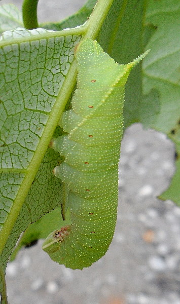 Full-grown green form larva of Laothoe amurensis, near Kalinovka, Primorskiy Krai, Russian Far East, 16.vii.2011. Photo: &copy; Anton Kozlov.