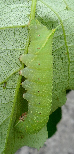 Full-grown green form larva of Laothoe amurensis, near Kalinovka, Primorskiy Krai, Russian Far East, 16.vii.2011. Photo: &copy; Anton Kozlov.