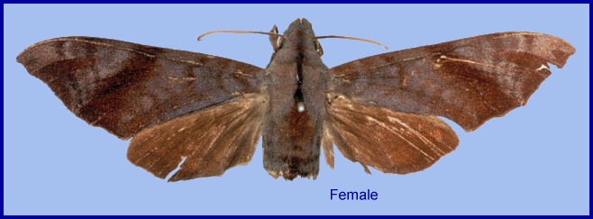 Female Dahira bruno. Photo: &copy; NHMUK