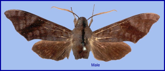 Male Dahira bruno. Photo: &copy; NHMUK