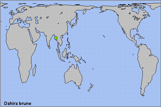 Global distribution of Dahira bruno. Map: &copy; NHMUK.