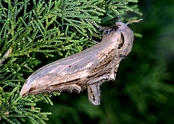 Adult Langia zenzeroides formosana, Taiwan. Photo: &copy; Felix Lin.