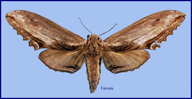 Female Langia zenzeroides formosana. Photo: &copy; NHMUK