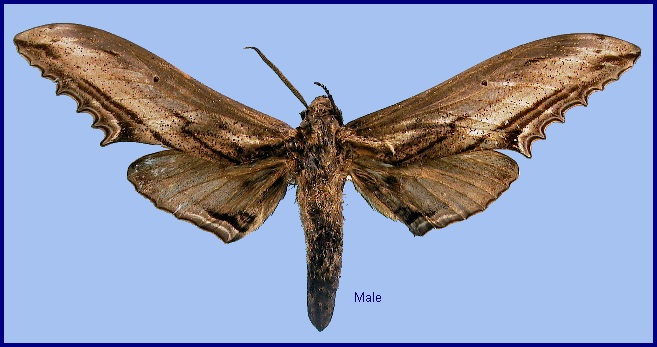 Male Langia zenzeroides formosana. Photo: &copy; NHMUK