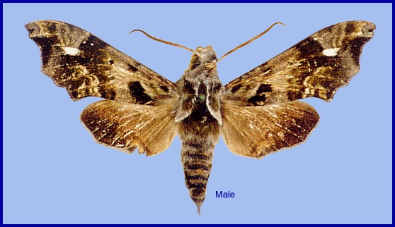 Male Dahira hoenei, Taibai Shan, Shaanxi, China. Photo: &copy; Ronald Brechlin