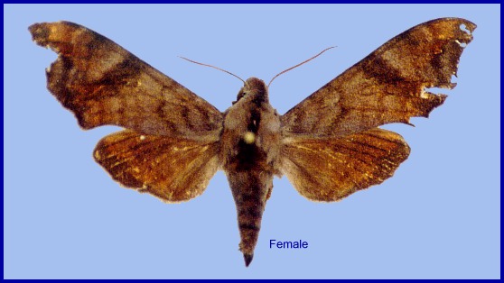 Female Dahira kitchingi, Taibai Shan, Shaanxi, China (Allotype). Photo: &copy; Ronald Brechlin
