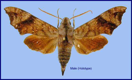 Male Dahira kitchingi, Taibai Shan, Shaanxi, China. HOLOTYPE. Photo: &copy; Ronald Brechlin