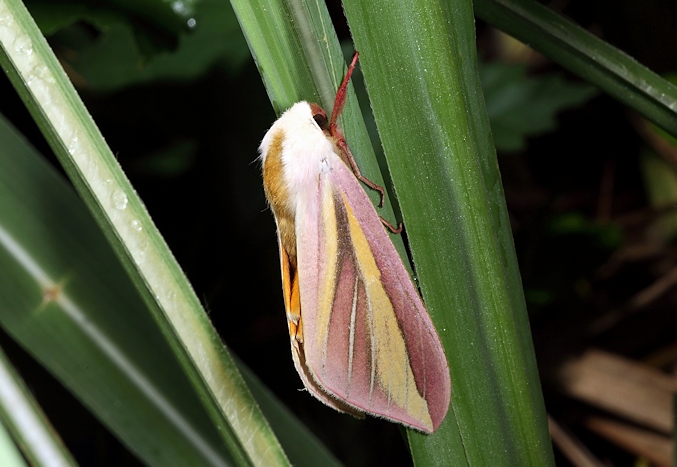 Adult Leucophlebia lineata, Kinmen Islands, Taiwan, 12.vi.2011. Photo: &copy; Yung Jen Chang