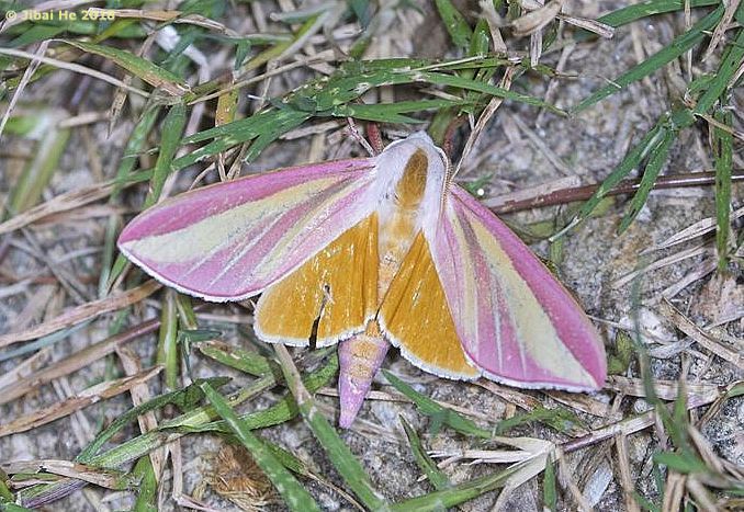 Adult Leucophlebia lineata, Mt. Guifeng, Macheng, Hubei, China 200m, 18.vi.2018. Photo: &copy; He JiBai.