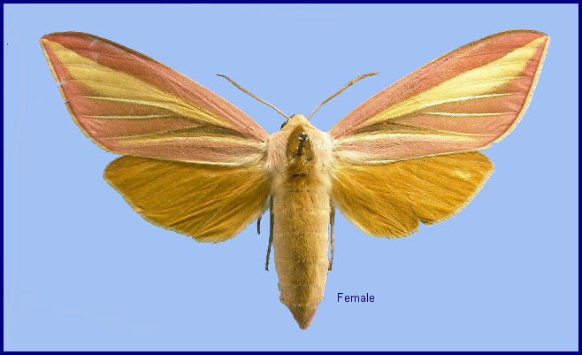 Female Leucophlebia lineata. Photo: &copy; NHMUK