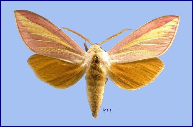 Male Leucophlebia lineata. Photo: &copy; NHMUK