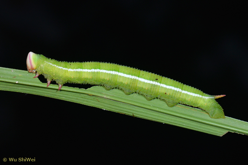 Full-grown larva of Leucophlebia lineata, Taiwan. Photo: &copy; Wu ShiWei.