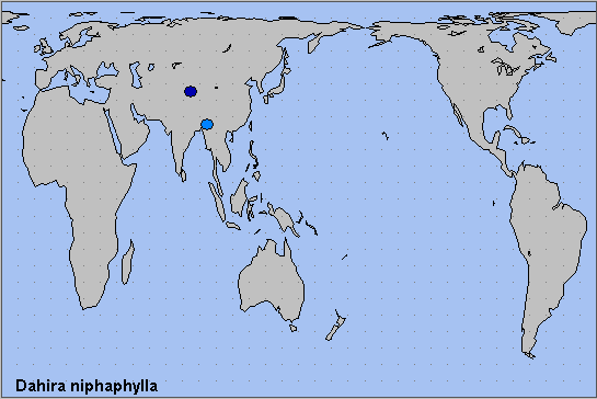 Global distribution of Dahira niphaphylla. Map: &copy; NHMUK.