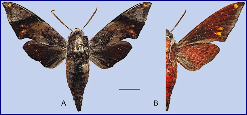 Male Dahira obliquifascia obliquifascia, Nyingchi/Linzhi, Namjagbarwa region, Xizang/Tibet, China, 24.v.2024, leg. Xin Wang. Photo: &copy; Jiang, Xu, Lin, Liu, Wang & Hu, 2025.