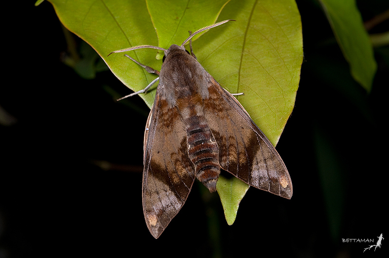 Adult Dahira obliquifascia baibarana, Shikanshuei, Sindian, Taipei, Taiwan. Photo: &copy; Shipher Wu.