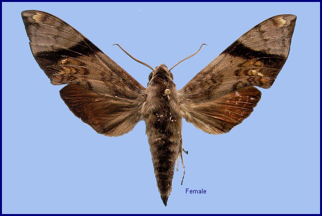Female Dahira obliquifascia huangshana. Photo: &copy; NHMUK
