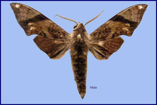 Male Dahira obliquifascia huangshana. Photo: &copy; NHMUK