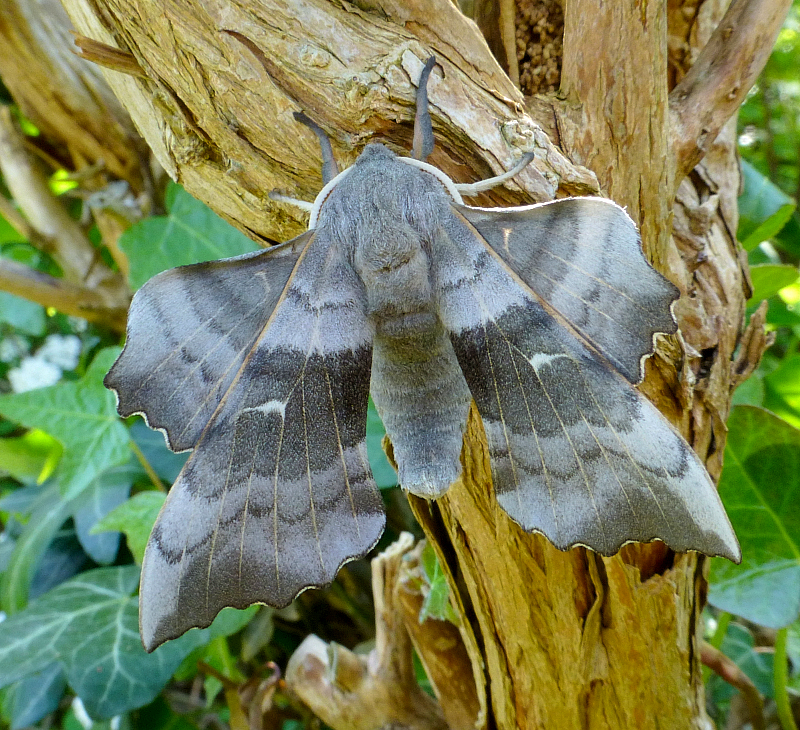 Male Laothoe populi populi, Cholsey, Oxfordshire, England, 6.v.2018. Photo: &copy; Tony Pittaway.