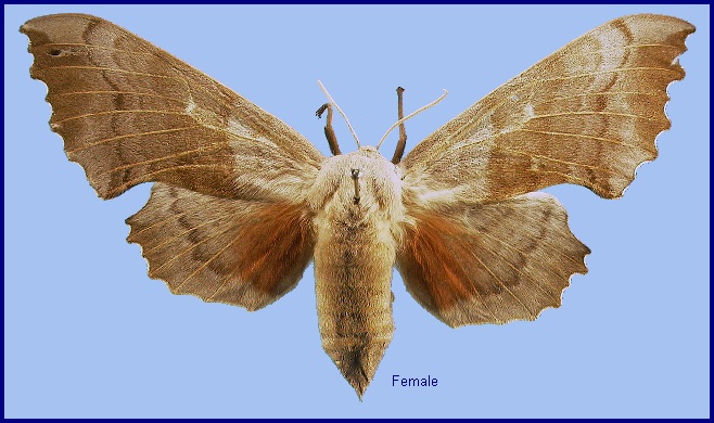 Female Laothoe populi populi. Photo: &copy; NHMUK