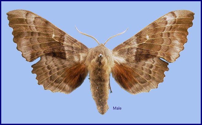 Male Laothoe populi populi. Photo: &copy; NHMUK
